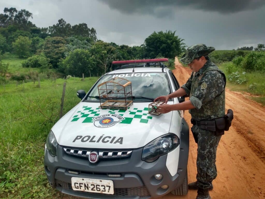 Pol Cia Militar Ambiental Salva Tr S Coleirinhos Papa Capim E Devolve