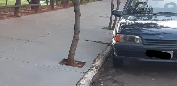 Vídeo: Durante caminhada, morador se depara com cobra cascavel no